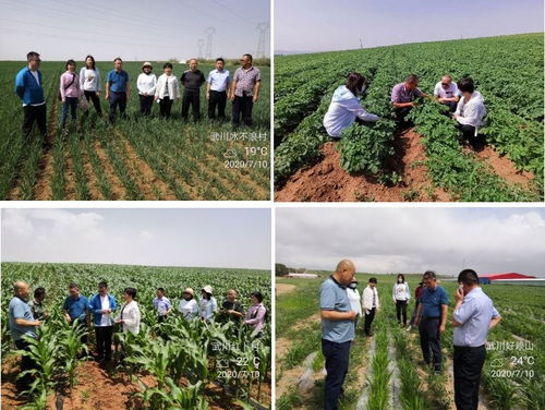 自治区农业技术推广站专家赴武川县督导农作物试验示范项目