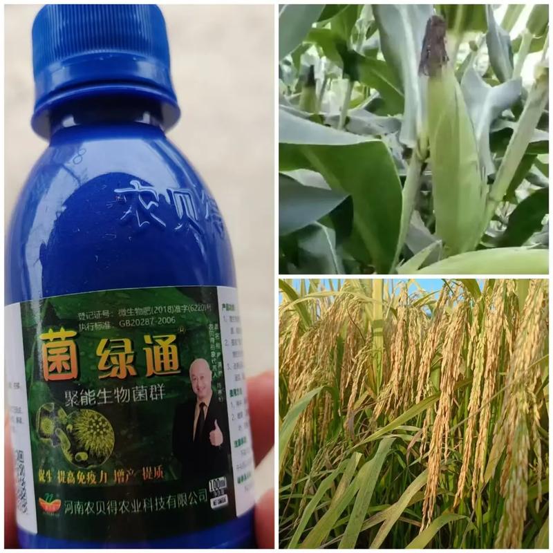 菌绿通 农业技术推广的绿色引擎，赋能农作物提质增效