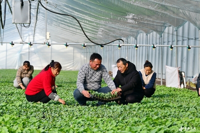 阜南田间焕新机 农技服务进大棚，科技赋能助振兴