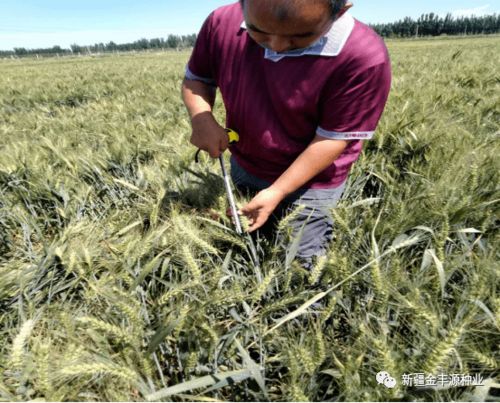 专家指导助力发展——阿瓦提县农业农村局农技推广中心高级农艺师深入企业检查指导工作