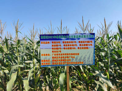 初冬农技盛会 惠城晚造玉米科研交流会在汝湖成功举办