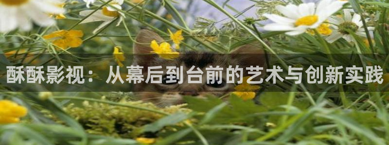 麦田电影下载